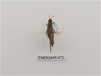 藏品(直翅目(3))的圖片